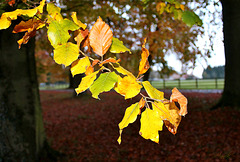 Trésors de l'automne