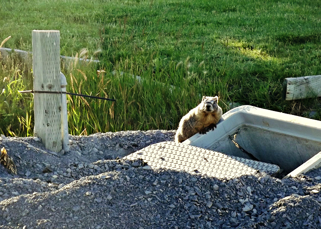 Mr. Marmot