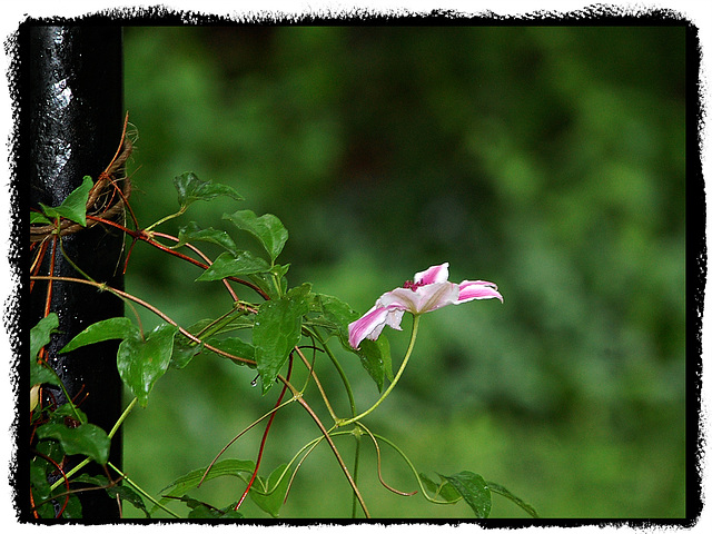 Clematis