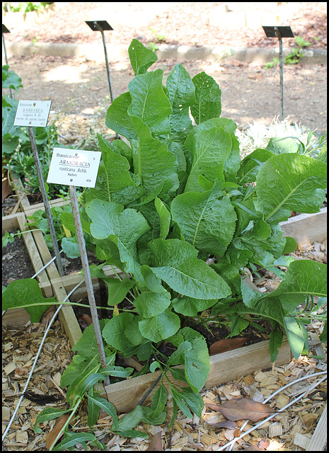 Armoracia rusticana
