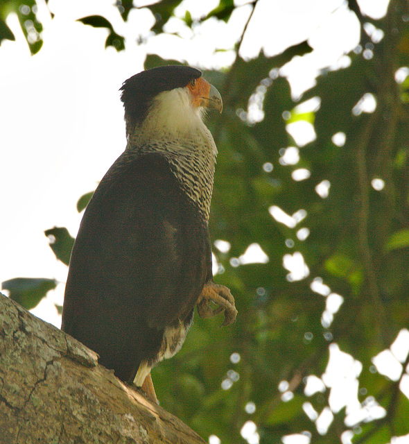 IMG 00224birdofprey 01