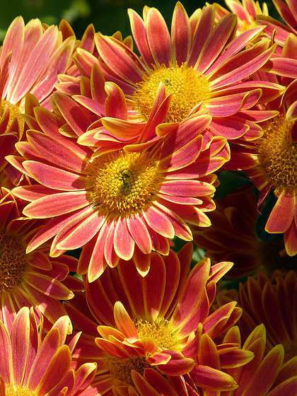 Chrysanthemum x morifolium