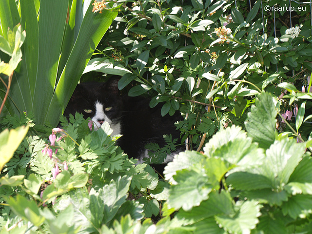 Snow White looking out for birds in the strawberries
