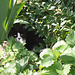 Snow White looking out for birds in the strawberries