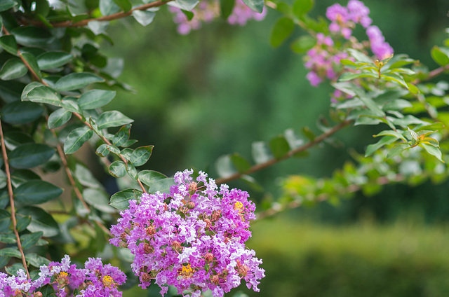 Crape-Myrtle