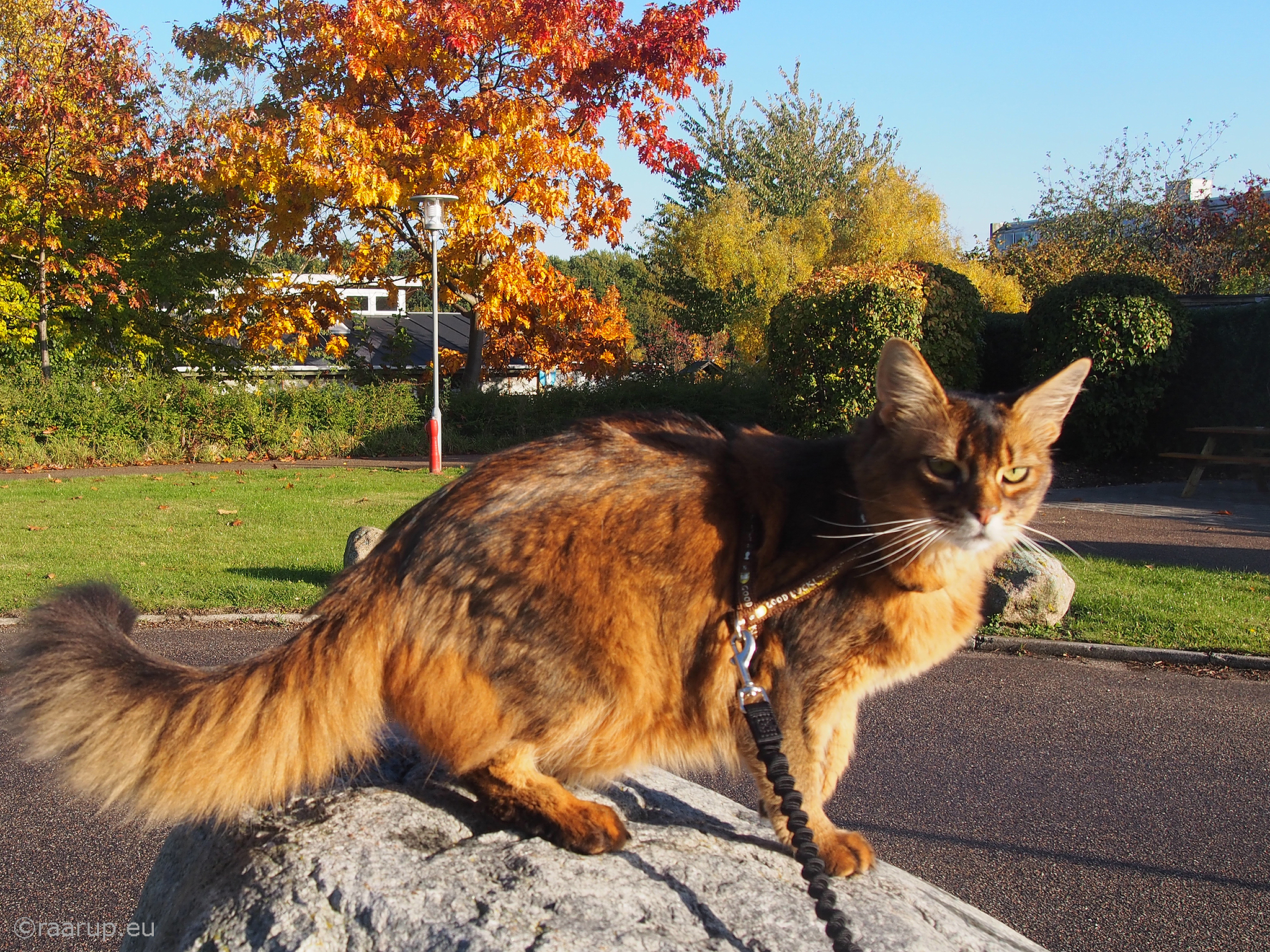 Rags on the rocks - for Happy Caturday