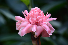 Pink ginger flower