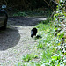 Pippin going up the drive to see what he can find