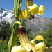 Lis à étamines soudées = Lilium monadelphum (Liliacées, Caucase)