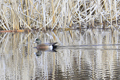 American Wigeon