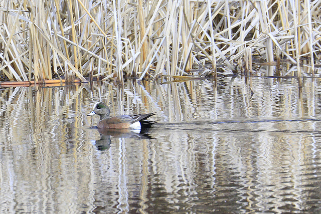 American Wigeon