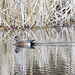 American Wigeon