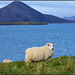 #30 Iceland..more sheep than people - Contest Without Prize (2020/01 CWP) Like a painting