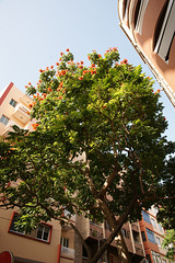 Winter Blossom In Tenerife