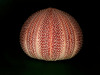 Sea Urchin Shell