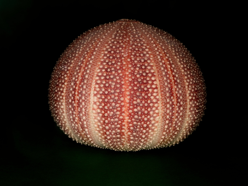 Sea Urchin Shell