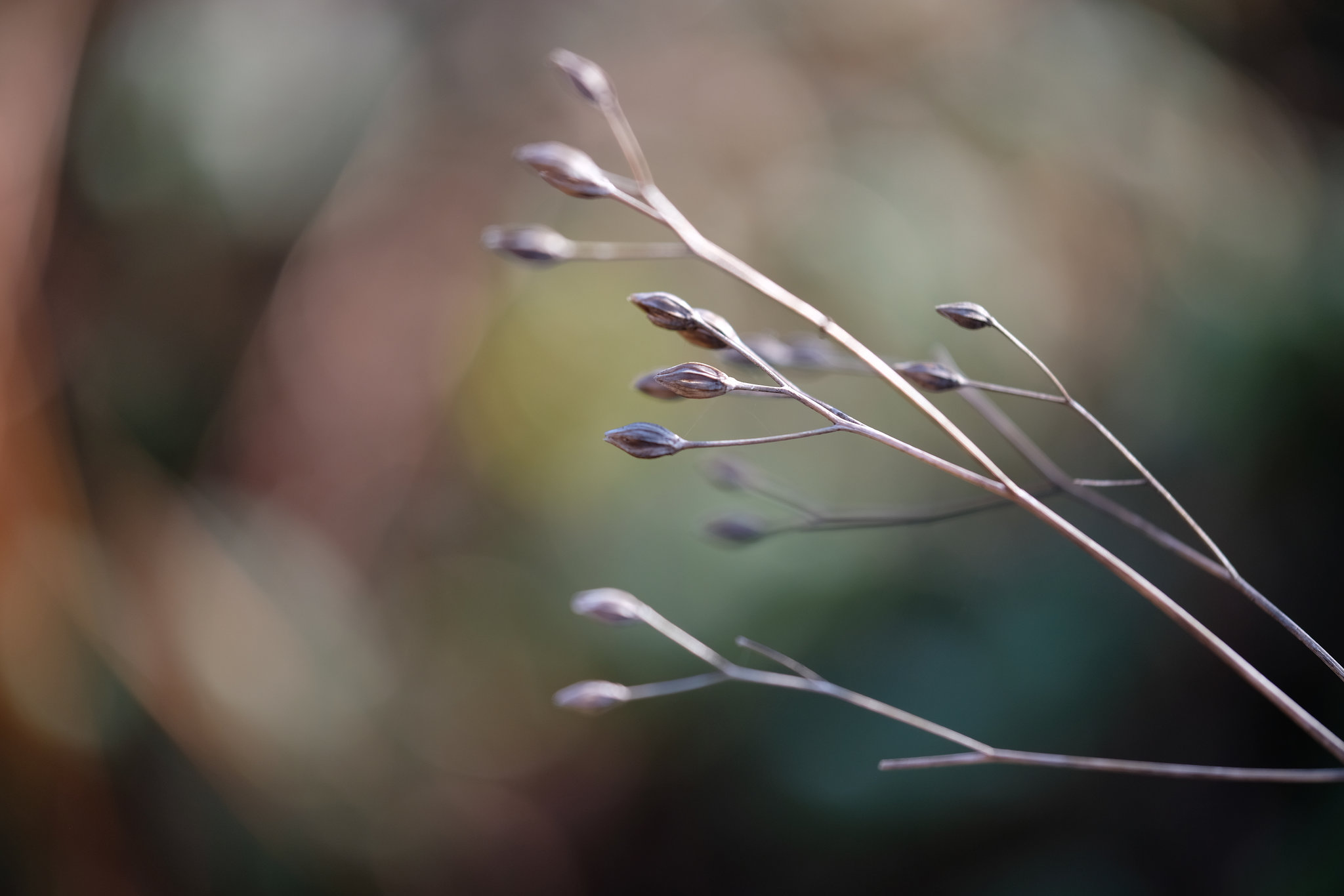 DSCF1423