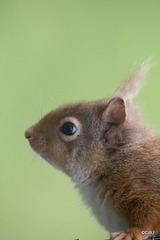 Red Squirrel raiding the bird feeder