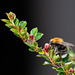 Tree Bumblebee