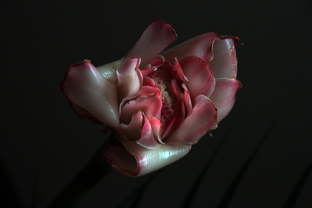 Fleur des Caraïbes