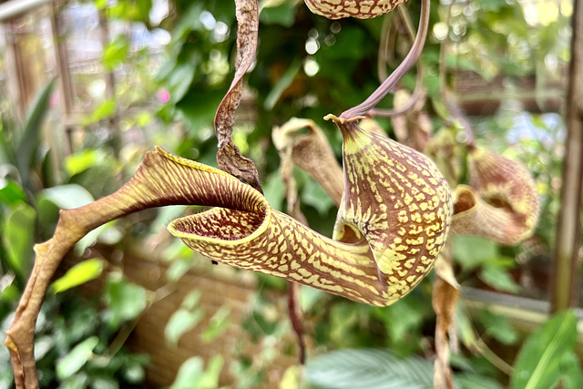 Hortus Botanicus 2022 – Nepenthes
