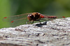 IMG 2557 commonDarter dpp