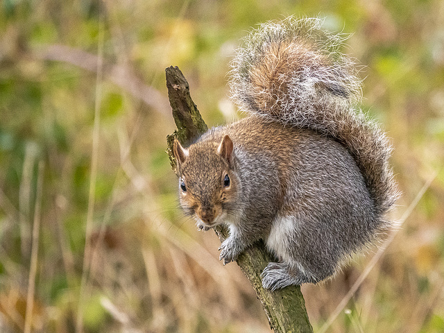 Squirrel