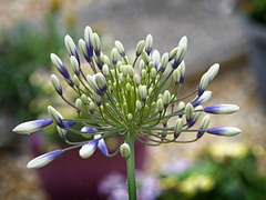 Agapanthus Buds