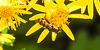 20230716 2076CPw [D~LIP] Jakobs-Greiskraut, Kleine Mistbiene (Syritta pipiens), Bad Salzuflen