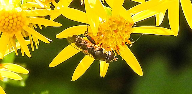 20230716 2076CPw [D~LIP] Jakobs-Greiskraut, Kleine Mistbiene (Syritta pipiens), Bad Salzuflen