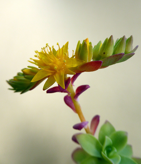 Sedum Palmeri Rubromarginatum