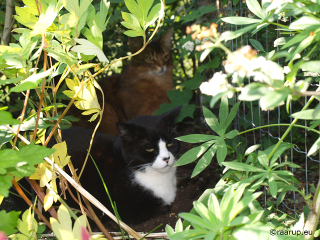 Snow White and Rags hiding in the bushes