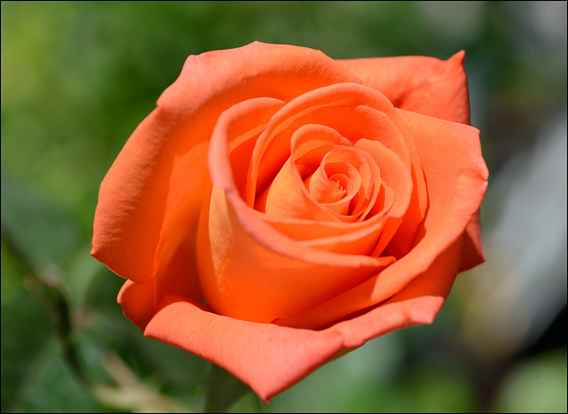 Macro sur une belle rose...