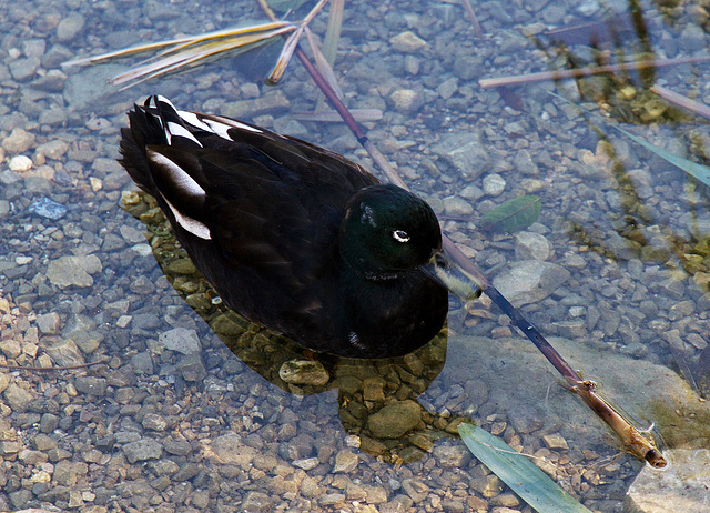 Ente auf dem Haldensee