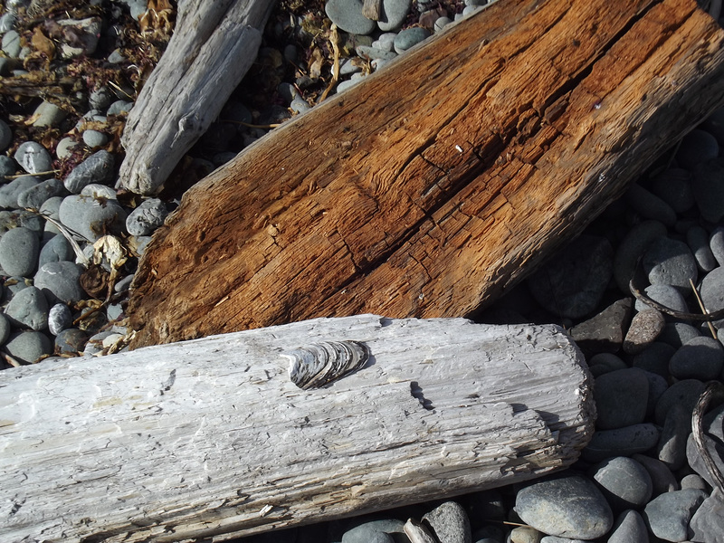 Driftwood