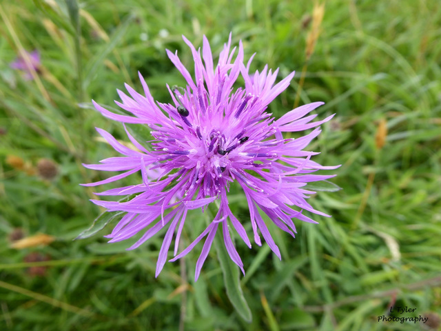 Knapweed