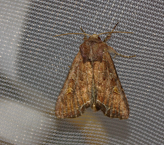 MOth IMG_1756