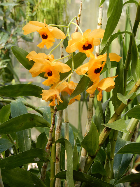 23 BGD  Dendrobium spec. Neuguinea
