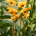 23 BGD  Dendrobium spec. Neuguinea