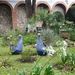 Mexico, San Cristobal de las Casas, Blue Chicks Flower Pots in the Garden of Merced