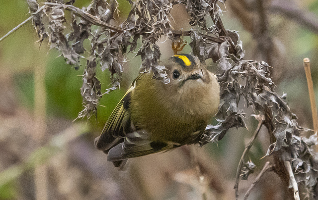 Goldcrest