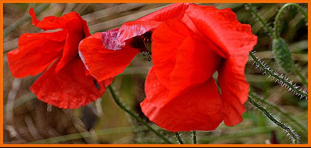 Wrinkled by the wind