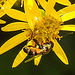 20230716 2077CPw [D~LIP] Jakobs-Greiskraut, Kleine Mistbiene (Syritta pipiens), Bad Salzuflen