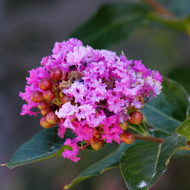 11 Crepe Myrtle