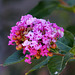 11 Crepe Myrtle