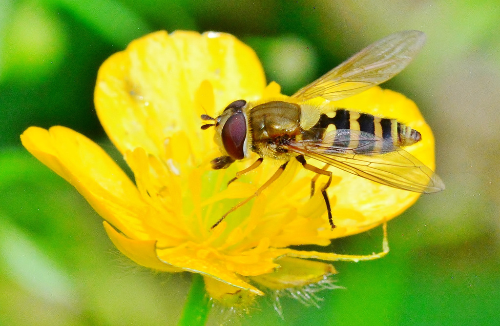 Beasties in Buttercups 3