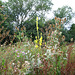 Great Mullein and Teasel at Hill Covert