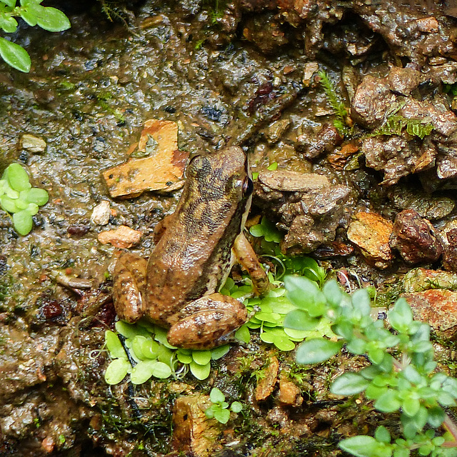 Yellow-throated Frog? / Mannophryne trinitatis, Brasso Seco trip, afternoon