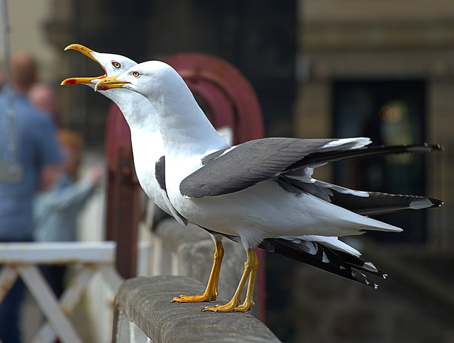 Two Gulls!