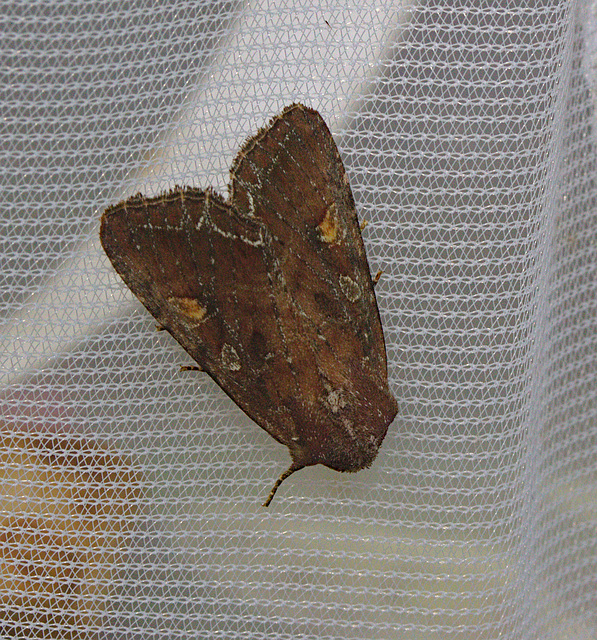 Moth IMG_1754